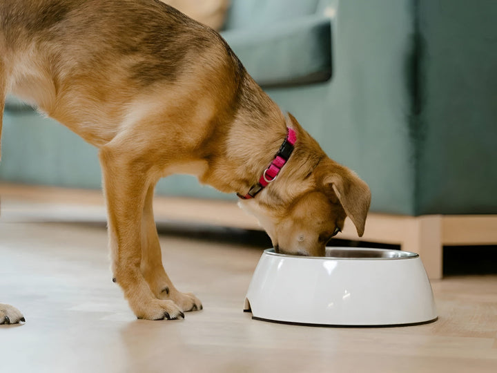 Simple Pet Feeding Tips For Better Nutrition