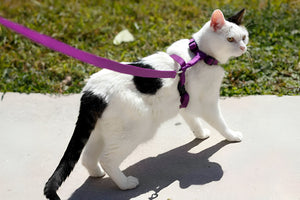 Safe Pet Leashes For Every Outdoor Adventure