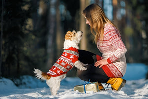 Stylish Pet Clothes For Every Season Comfort